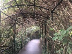-呀诺达热带雨林