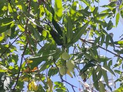 -海恋园海鲜餐馆