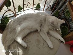 -平行世界·猫咖(首经贸店)
