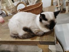 -共舞时光猫咖·狗咖(新街口店)