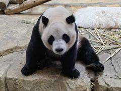-广州长隆野生动物世界