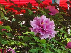 -尚帝·洛阳菜(八號院店)