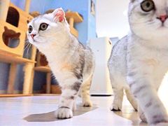 猫-喵的天空名猫咖啡馆·撸猫·猫舍·用品