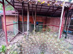-西双版纳总佛寺