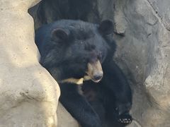 -石家庄市动物园