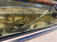 -川骄海鲜自助(河东店)