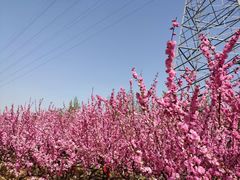 -永定河休闲森林公园