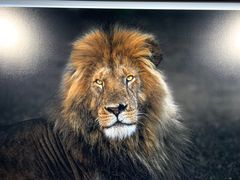 -罗红摄影艺术馆