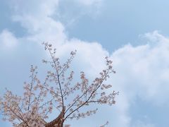 -武汉大学-樱园