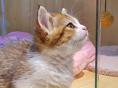 -momokira米努特·德文卷毛猫·棉花面纱犬