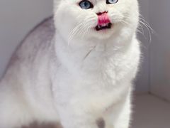 -东方名猫馆·英短金渐层布偶猫舍(环线广场1号楼店)