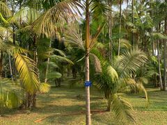 -中国科学院西双版纳热带植物园