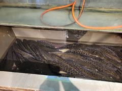 -百岁鱼(七一路店)