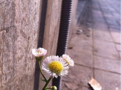 iphone_upload_pic-武康大楼