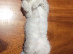 -北京恒爱动物医院(清景园分院)