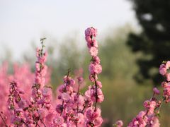 -塘沽森林公园