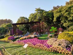 -上海共青森林公园