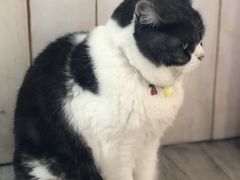 -海边的猫和咖啡馆
