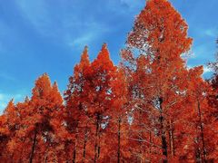 -黄海国家森林公园