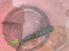 -桂溪生态公园