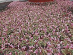 -上海市龙华烈士陵园