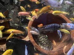 -太平洋海底世界