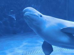 -多彩贵州城极地海洋世界