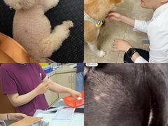 -美联众合动物医院·24h转诊中心