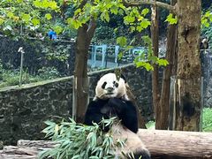 -都江堰中华大熊猫苑