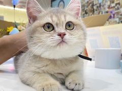 -lincat·猫舍(广州店)