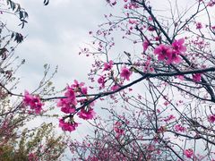 -天适樱花悠乐园