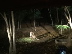 -清迈夜间动物园