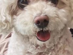 -瑞派紫金宠物医院24小时·骨科·中兽医·重症转诊中心(番禺大石院)