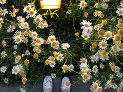 -江苏省苏州实验中学