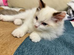 -宠爱国际动物医院· 猫科· 外科·中兽医(长白店)