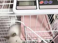 -猫猫幼稚园·撸猫·桌游·电玩