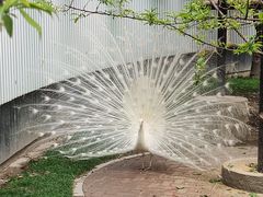 -成都动物园
