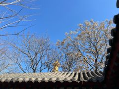 -护国法轮寺