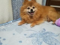 -喵汪萌宠屋旗舰店.洗澡美容.猫狗基地