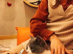 -飞行喵MR PILOT|猫舍·猫咖(静安大融城店)