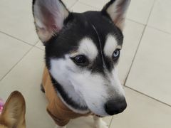 -怪兽屋·羊驼·猫咖·狗咖(俊华广场店)