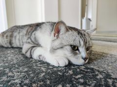 -贝康宠物医院·犬猫全科·小动物特色诊疗中心(东环路店)