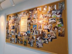 -翊宠yipet猫狗购宠庄园犬舍•猫舍