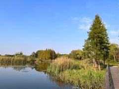 -贡湖湾湿地公园
