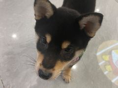 -柴犬小屋·柴餐厅·狗咖食堂(金鼎广场店)