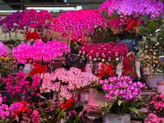 -花鸟鱼虫鲜花绿植市场(玉泉路店)