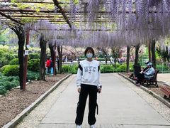-嘉定紫藤园