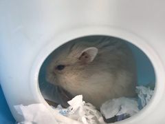 -钓仓鼠(洋桥北里小区店)