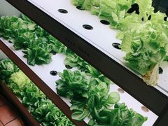 -莫奈花园餐厅(麦迪逊花园店)