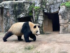 -都江堰中华大熊猫苑